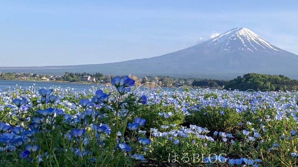 ネモフィラごしの富士山：2024.05