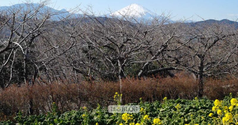 富士山・桜・菜の花