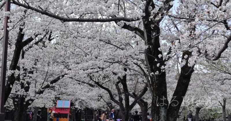 平塚総合公園桜の広場 2025年4月4日