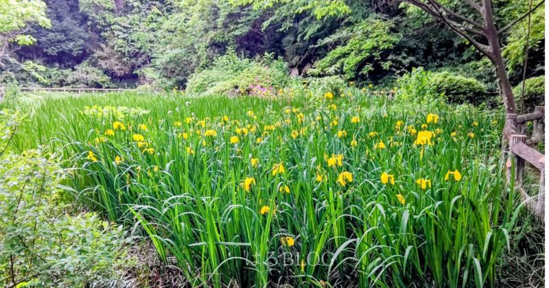 芹ヶ谷公園かきつばた園