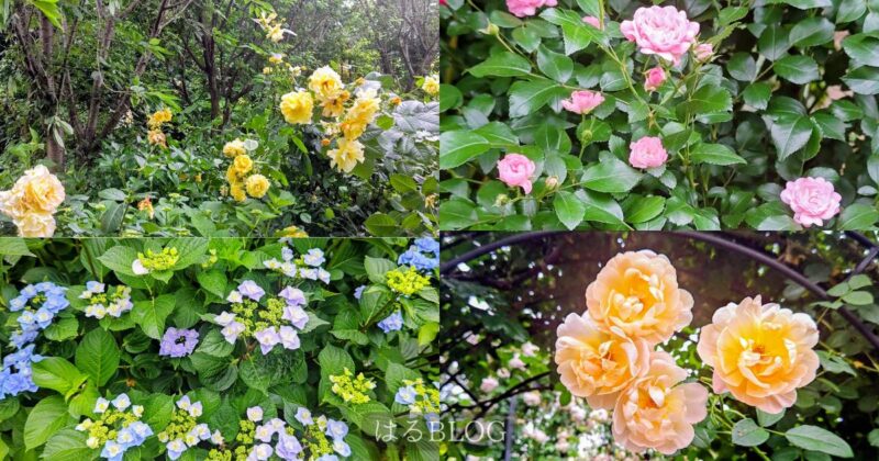 横浜イングリッシュガーデン 2025年5月園内の花々