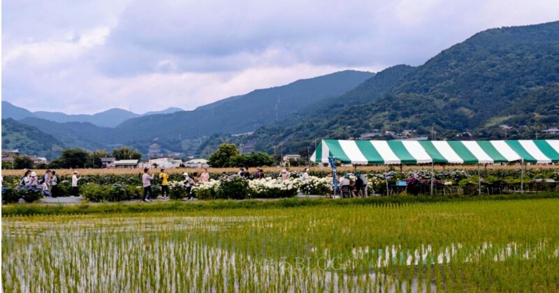 2025年開成町あじさい祭りの田園風景