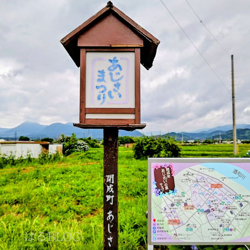 開成町あじさいまつり