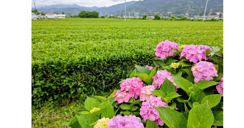 開成町 あじさいと茶畑が広がる風景