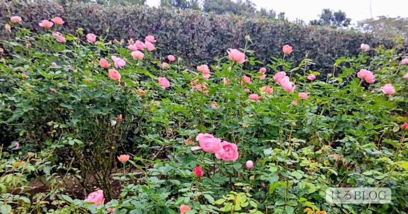 花菜ガーデン秋のローズフェステバルの様子:2025年10月