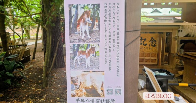 平塚八幡宮神馬（しんめ）紹介