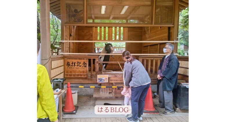 平塚八幡宮神馬エサやりの様子