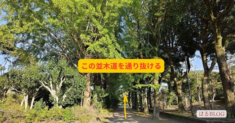 イチョウ並木