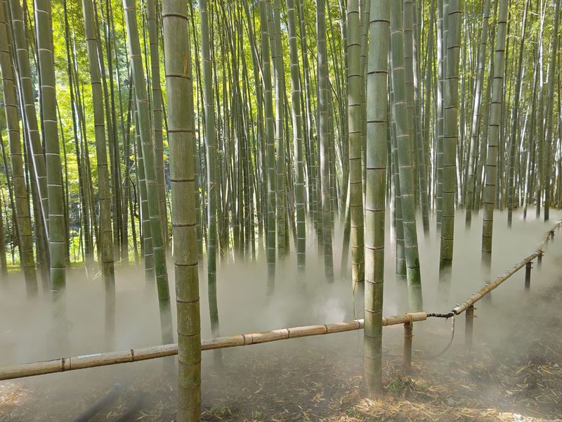 若竹の杜（若山農場）雲海